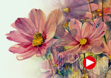 Cosmos Bipinnatus
