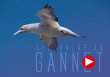 Australasian Gannet